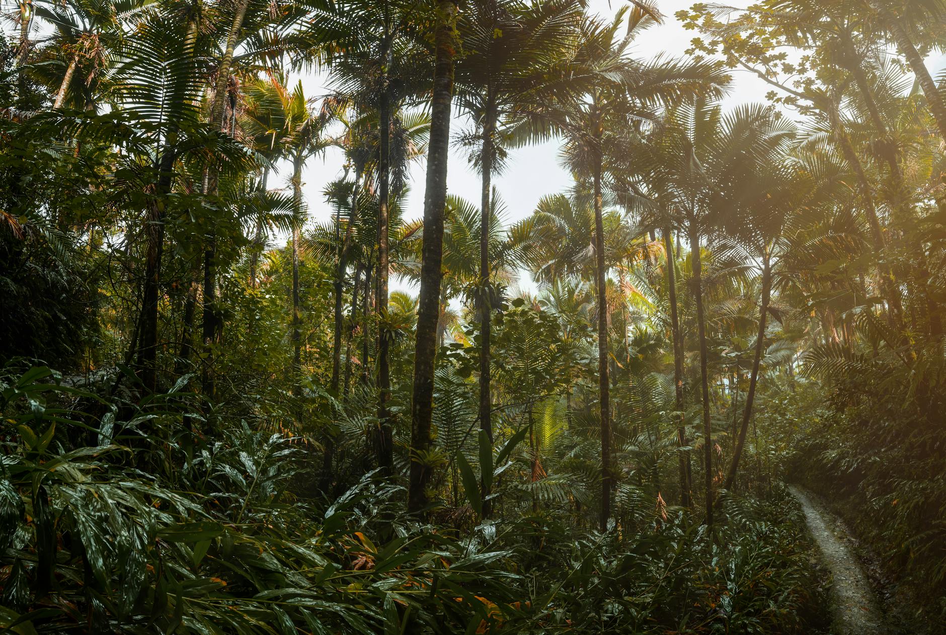 Cover image for: After Hurricanes, El Yunque Rainforest Center Reopens With New Focus