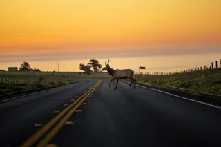 Cover image for: California’s $114m wildlife bridge nears completion after partisan attacks