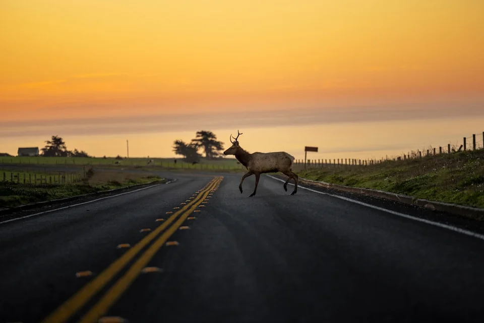 Cover image for: California’s $114m wildlife bridge nears completion after partisan attacks