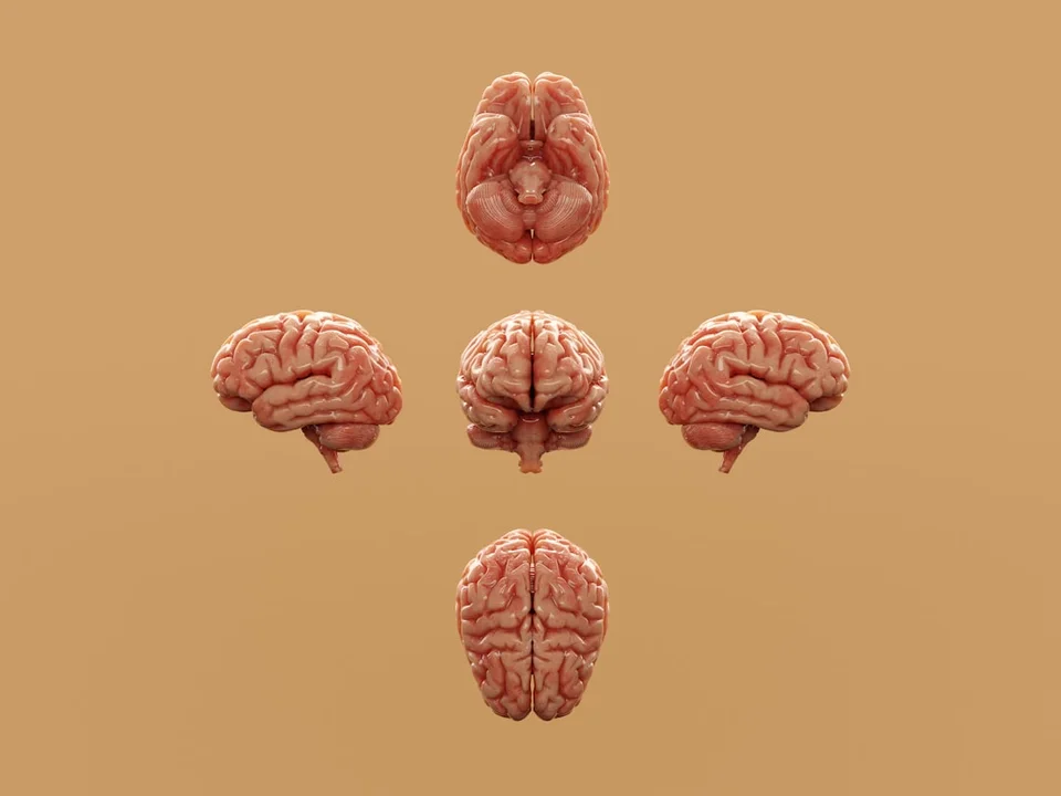 Cover image for: Snap Judgments in the Brain Offer Clues to How We Read Ambiguous Moments