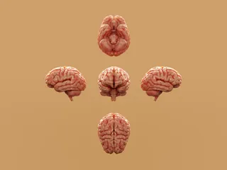 Cover image for: Snap Judgments in the Brain Offer Clues to How We Read Ambiguous Moments